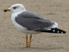 Larus armenicus