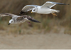 Larus armenicus