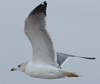 Larus armenicus