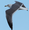 Larus armenicus