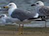 Larus armenicus