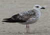 Larus armenicus