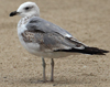 Larus armenicus
