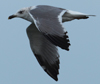 Larus armenicus