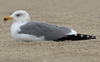 Larus armenicus