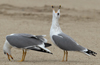 Larus armenicus