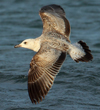Larus armenicus