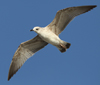 Larus armenicus