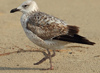 Larus armenicus