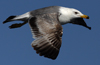 Larus armenicus