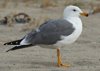 Larus armenicus