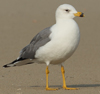 Larus armenicus
