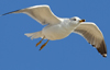 Larus armenicus