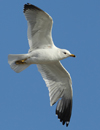 Larus armenicus