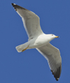 Larus armenicus