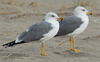 Larus armenicus