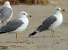 Larus armenicus