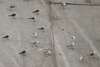 Larus armenicus