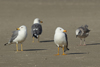 Larus armenicus