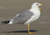 Larus armenicus