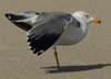 Larus armenicus