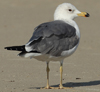 Larus armenicus