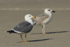 Larus armenicus