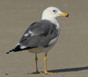 Larus armenicus