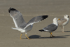 Larus armenicus
