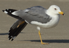 Larus armenicus