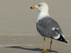 Larus armenicus