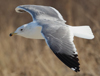 Larus armenicus