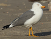 Larus armenicus