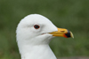 Larus armenicus
