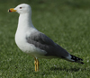 Larus armenicus