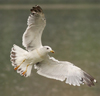 Larus armenicus