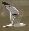 Larus armenicus