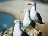 Larus armenicus