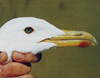 Larus armenicus