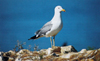 Larus armenicus