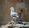 Larus armenicus