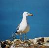 Larus armenicus