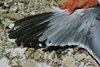 Larus armenicus