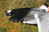 Larus armenicus