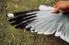 Larus armenicus