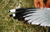 Larus armenicus