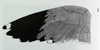Larus armenicus