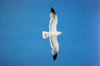 Larus armenicus