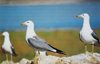 Larus armenicus