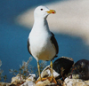 Larus armenicus